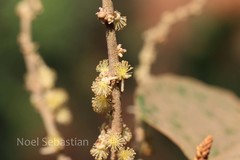 Mallotus tetracoccus